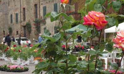 A Bossolasco la Festa della Fioritura delle Rose