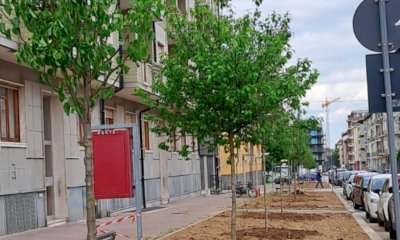 Cuneo, sedici nuovi alberi in via Bersezio