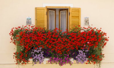 "San Giacomo in fiore", il Consiglio di Frazione invita residenti e villeggianti a colorare il paese
