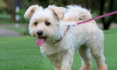 Dogliani, aperta l'area di sgambamento cani in via Cristoforo Colombo