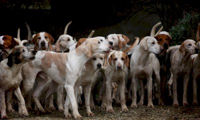 Teneva i cani tra rifiuti e fughe in autostrada: il sindaco di Ceva firma il sequestro urgente