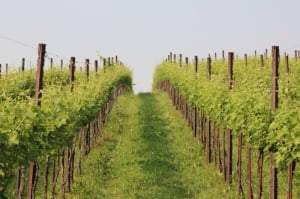 Ad Alba e a Cuneo due incontri rivolti agli agriturismi e alle aziende del vino