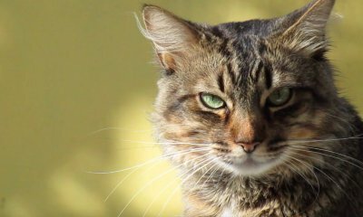 Serata informativa sul mondo felino a Cavallermaggiore