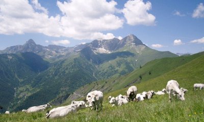 Roburent, ultime ore per le domande per i pascoli civici