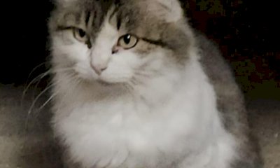 Un'associazione animalista le affida tre gatti, lei li smarrisce: denunciata