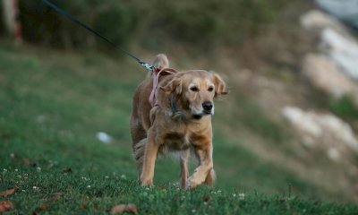 A Niella Tanaro la "Camminata con i cani": natura, storia e amicizia a quattro zampe