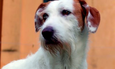 Al Caf della Cia dichiarazione dei redditi gratuita per chi adotta un cane o un gatto