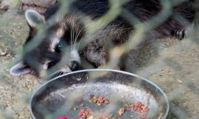 Con il Fai si celebra la Giornata mondiale della Biodiversit&agrave; a Chiusa di Pesio e Bernezzo