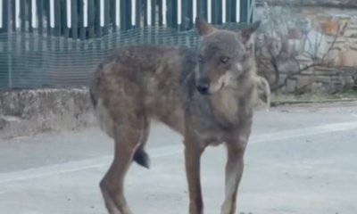 Roccaforte Mondov&igrave;, lupo a spasso tra le case: il video fa il giro del web