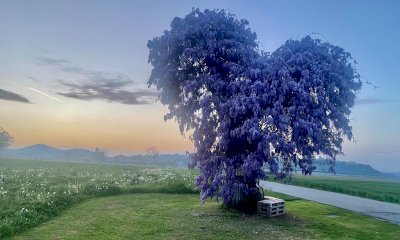 Un contest fotografico dedicato al glicine di Peveragno: votazioni aperte fino a fine maggio