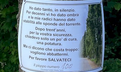 I pioppi &ldquo;condannati a morte&rdquo; scrivono ai cittadini montatesi: &ldquo;Salvateci&rdquo;