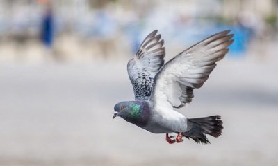 "La presenza dei colombi resta da monitorare costantemente"