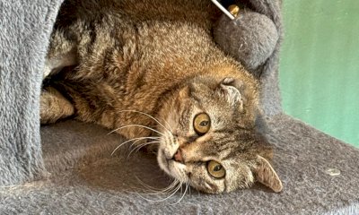 Gatto trafitto da un dardo a Cherasco: si cercano testimoni