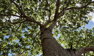 &ldquo;Passi di Vita&rdquo;: a Cuneo un&rsquo;esperienza unica tra gli alberi per scoprire il valore della donazione