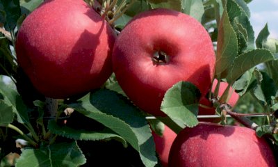 Caldo record, problemi anche nei campi tra maturazioni anticipate e costi per l'irrigazione alle stelle