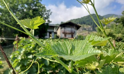 Al Monastero di Sampeyre si parla di vino e delle sfide imposte dal cambiamento climatico