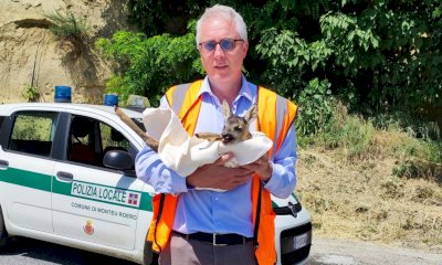 Il sindaco e i cittadini insieme per salvare un capriolo: succede a Monteu Roero