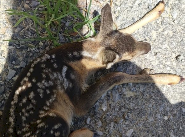 Il capriolo salvato a Monteu Roero