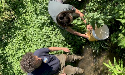 Con il progetto LIFE Minnow nel Cuneese la prima immissione di savetta