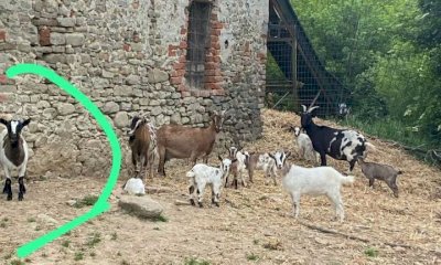 Giallo a Dogliani: capra rapita nella notte, il suo cucciolo piange disperato. Il ladro sarebbe stato filmato