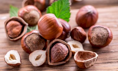 &ldquo;Sapere i Sapori&rdquo;: il FAI celebra a Cuneo la nocciola