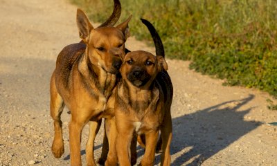 Mondov&igrave;, Parco Europa raddoppia lo spazio per i quattrozampe: in arrivo una nuova area cani
