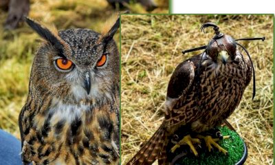 Sale delle Langhe, il 6 giugno una giornata didattica dedicata al mondo venatorio, rurale e naturalistico