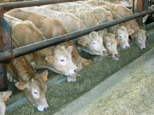 Sbloccate le importazioni di bovini dalla Francia