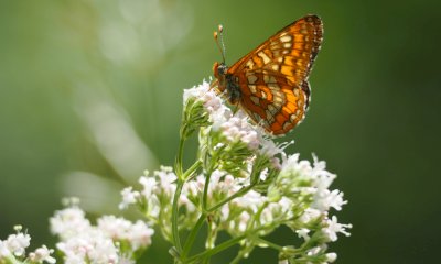 Un BioBlitz in valle Stura per aiutare a proteggere la farfalla Euphydryas maturna
