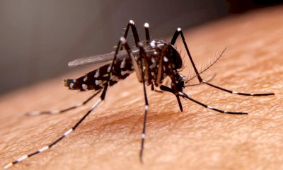 Alba anticipa di due mesi la lotta biologica alle zanzare con un piano da 30 mila euro