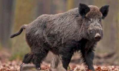 Nuovi casi a Pezzolo Valle Uzzone: la peste suina africana si diffonde in provincia di Cuneo