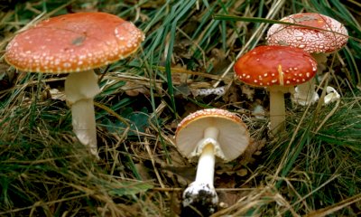 Al via la stagione dei funghi nell&rsquo;Unione Montana Alpi del Mare: ecco le regole per la raccolta