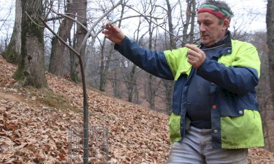 Castagna Cuneo Igp, al via tre appuntamenti a Cuneo, Mondov&igrave; e Lagnasco