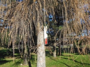 A Cuneo incontro 'I.A. oltre la creatività artistica' coordinato dall'artista Domenico Olivero
