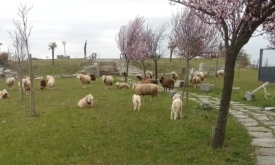 L&rsquo;anfiteatro di Cervere si prepara all&rsquo;Anima Festival e lo fa con le pecore