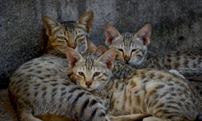 Controllo delle colonie feline: il Comune di Priero finanzia un piano di sterilizzazione