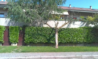 Cuneo, nei prossimi giorni verranno rimossi alcuni alberi secchi in citt&agrave; e nelle frazioni