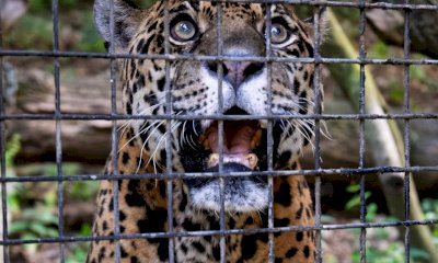 Con l&rsquo;inizio dell&rsquo;estate il Parco Safari delle Langhe lancia una promozione a tariffa unica