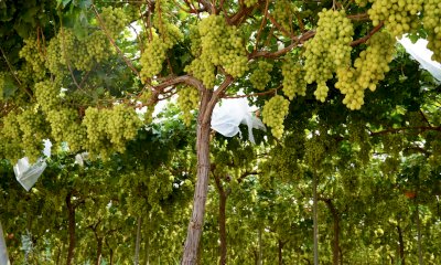 Cia Cuneo: &ldquo;Bene la proroga delle autorizzazioni all&rsquo;impianto dei vigneti&rdquo;