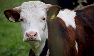 Razza piemontese: &ldquo;Rivisto il sistema Classyfarm rispetto alle necessit&agrave; del settore&rdquo;