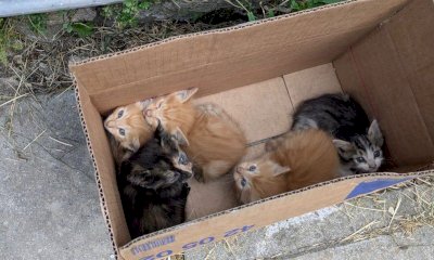 Cinque gattini abbandonati ad Andonno: il Comune sta cercando una casa per loro