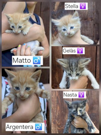 I gattini abbandonati ad Andonno