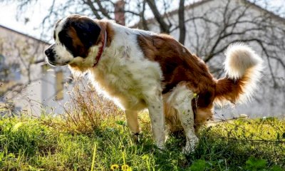 Venasca, stretta sulle deiezioni canine: ordinanza del Comune e fino a 500 euro di multa