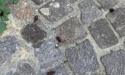 Blatte nel centro storico di Cuneo, il Comune: "Gestiamo il fenomeno con una strategia precisa"