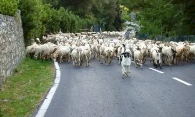 Sos per la pecora brigasca: l'ultimo pastore rischia di perdere i pascoli