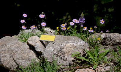 Alla scoperta dei gioielli della flora delle Alpi Marittime