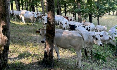 La tradizione si rinnova in quota: a Roburent è iniziata la stagione della monticazione