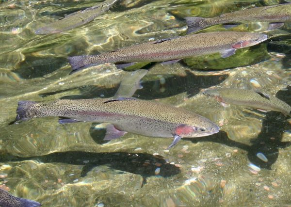 Trota iridea