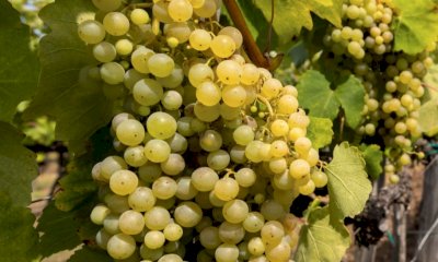 Moscato, scongiurato il taglio a 80 quintali, Coldiretti: "Passo avanti per il comparto"