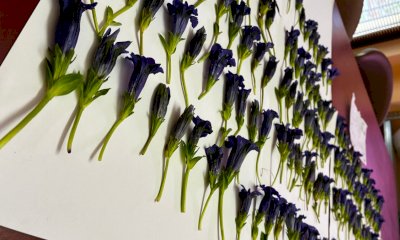 Pizzicato dai guardiaparco con oltre duecento fiori di genzianella: multato